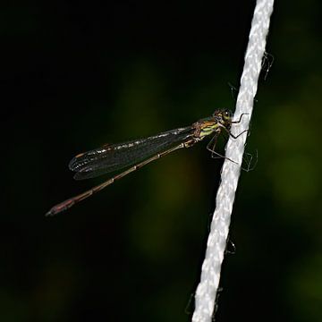 Libelle auf weißem Seil von Gea van der Veen-Smedeman