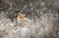 Vos in een winterlandschap van Menno Schaefer thumbnail