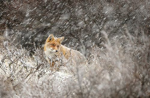 Fuchs in einer Winterlandschaft