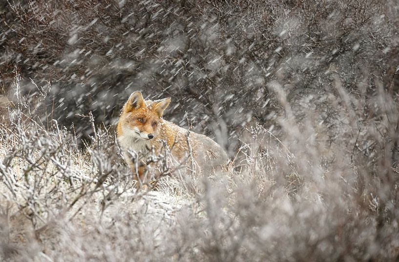 Vos in een winterlandschap van Menno Schaefer