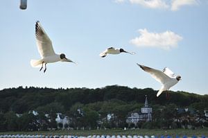 Möven im Flug zur Seebrücke in Binz