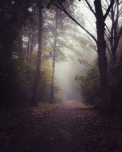 Nebliger Morgen im Wald von Pensierino by Barbara