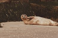 Common Seal relaxing on Scheveningen beach by Anne Zwagers thumbnail