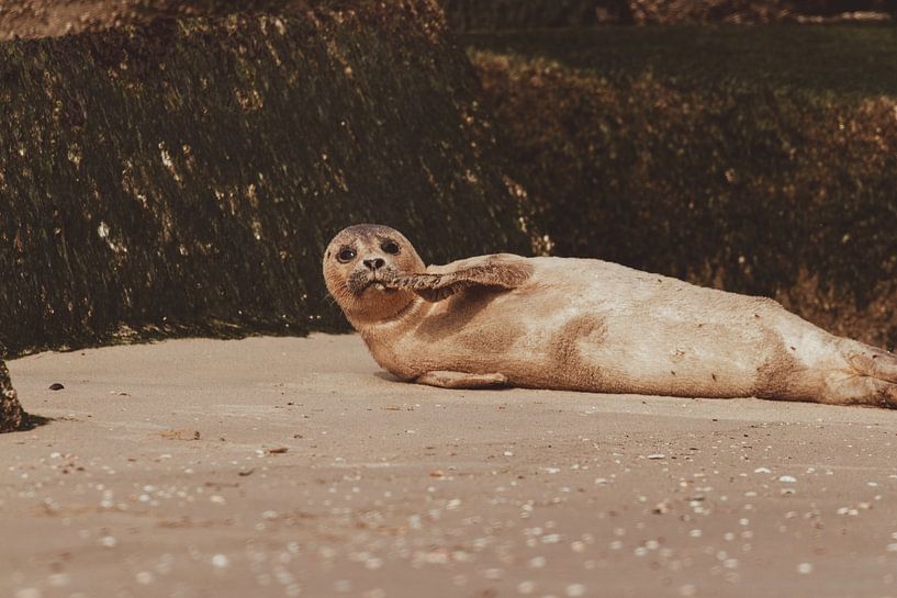 Common Seal relaxing on Scheveningen beach by Anne Zwagers