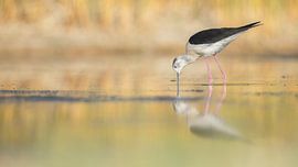 Black-winged Stilt; himantopus himantopus by Onno Wildschut