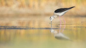 Black-winged Stilt; himantopus himantopus