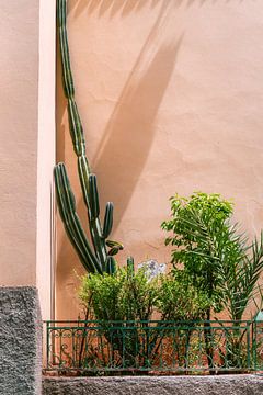 Groene cactus en planten tegen roze muur | reisfotografie in Marokko van Studio Rood