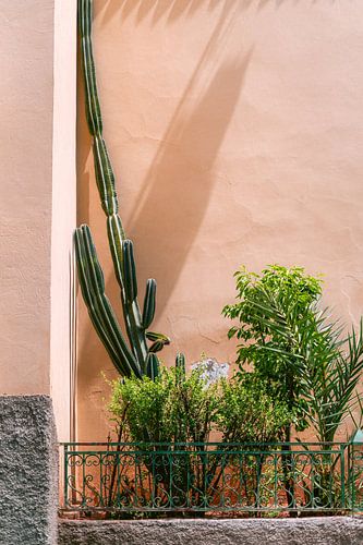 Green cactus and plants against pink wall | travel photography in Morocco
