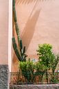 Groene cactus en planten tegen roze muur | reisfotografie in Marokko van Studio Rood thumbnail