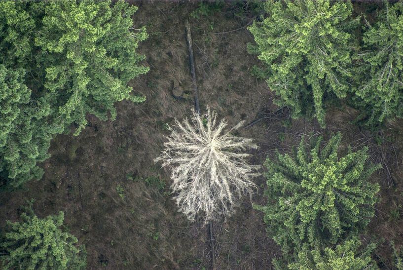 Dead tree by Norbert Sülzner