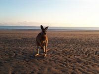 Kangoeroe op het strand