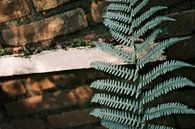 Groen varen blad dat groeit tegen een oude boerderij muur van Diana van Neck Photography thumbnail