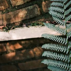 Feuilles de fougère verte poussant contre un vieux mur de ferme sur Diana van Neck Photography