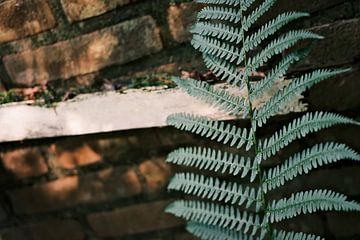 Feuilles de fougère verte poussant contre un vieux mur de ferme sur Diana van Neck Photography