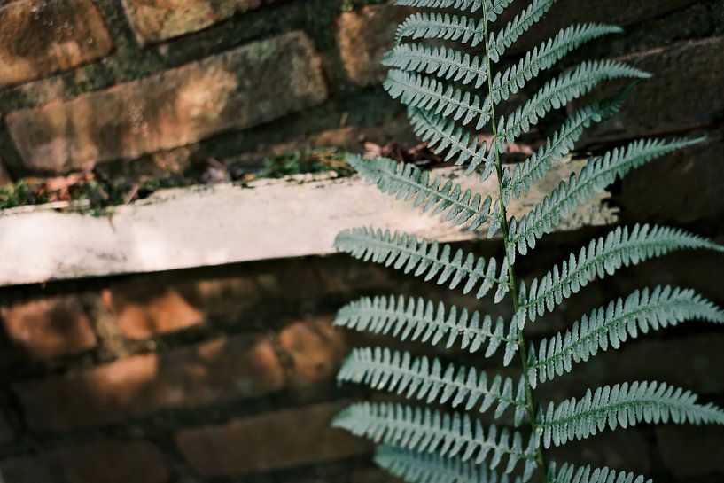 Groen varen blad dat groeit tegen een oude boerderij muur van Diana van Neck Photography