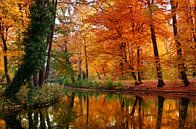 Autumn by Violetta Honkisz thumbnail