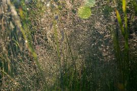 Dreamy grasses by Kimfaesdesign