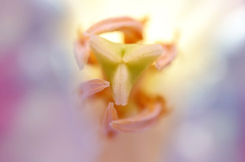 Stamper of a tulip by Hans Heemsbergen