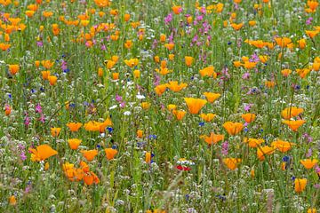 Magnifique pavot de Californie dans un champ de fleurs sauvages sur Jolanda de Jong-Jansen