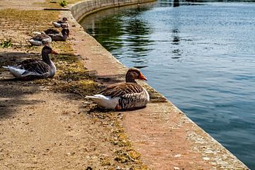 Siesta am Main von Thomas Riess