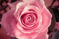 Roze infinity Roos op zacht achtergrond van Jolanda Aalbers thumbnail