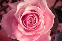Roze infinity Roos op zacht achtergrond