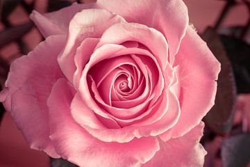 Pink infinity Rose on soft background