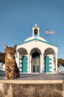 Les chats des Cyclades