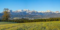 Ambiance matinale dans l'Allgäu oriental près de Füssen, Allgäu, derrière les Alpes d'Allgäu