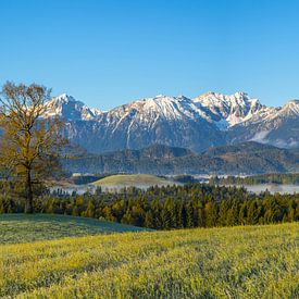 Morning atmosphere in the Ostallgäu near Füssen, Allgäu, with the Allgäu Alps in the background by Walter G. Allgöwer