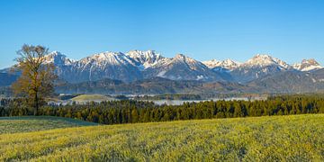 Ochtendstemming in de Ostallgäu bij Füssen, Allgäu, met de Allgäuer Alpen op de achtergrond van Walter G. Allgöwer