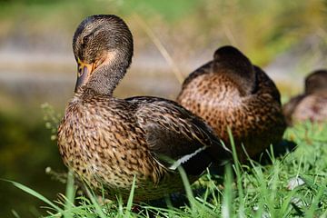 Brown ducks on the grass by Ulrike Leone