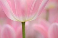 Tulpen in rose  Pink Tulips van Lucia Kerstens thumbnail