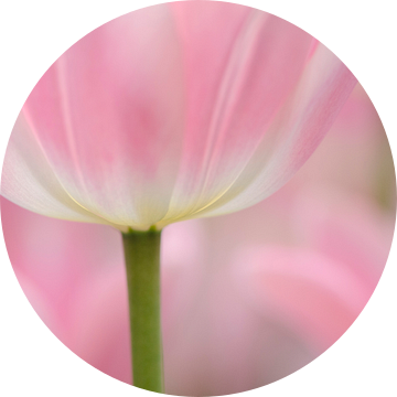 Tulpen in rose  Pink Tulips van Lucia Kerstens