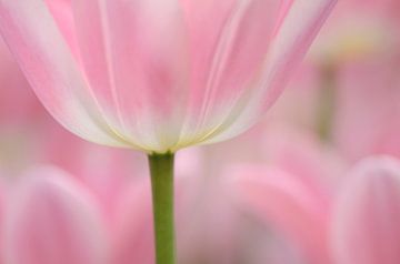 Tulpen in rose  Pink Tulips von Lucia Kerstens