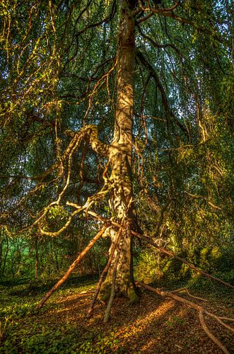 Spelen met licht en herfstkleuren