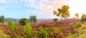 Flowering Heather plants in Heathland landscape during sunrise in summer
