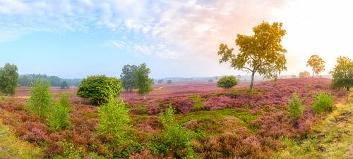 Bloeiende heideplanten in het landschap tijdens zonsopgang in de zomer