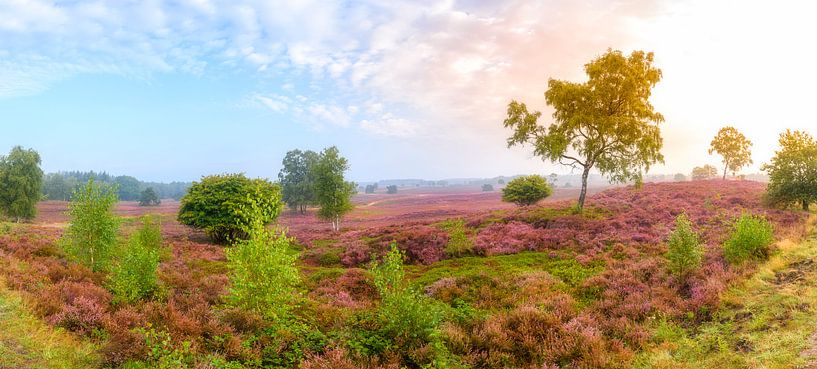 Bloeiende heideplanten in het landschap tijdens zonsopgang in de zomer van Sjoerd van der Wal Fotografie