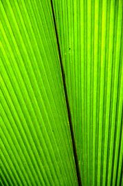 Green leaf 2 van Hans Lunenburg