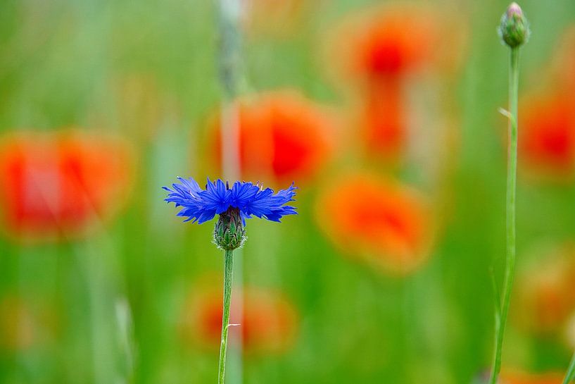 blaue Kornblume in einem Kornfeld. von Martin Köbsch