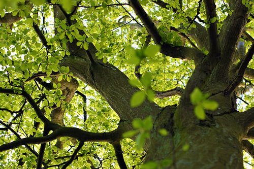 Een blik in de boomkruinen – lentegroen in tegenlicht