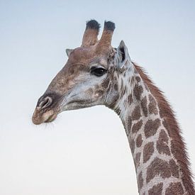 Giraffe close-up by Jack Koning