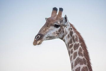 Giraffe close-up van Jack Koning