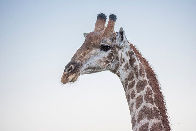 Giraffe close-up van Jack Koning