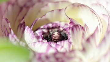 Macro of an anemone by Kim Hiddink