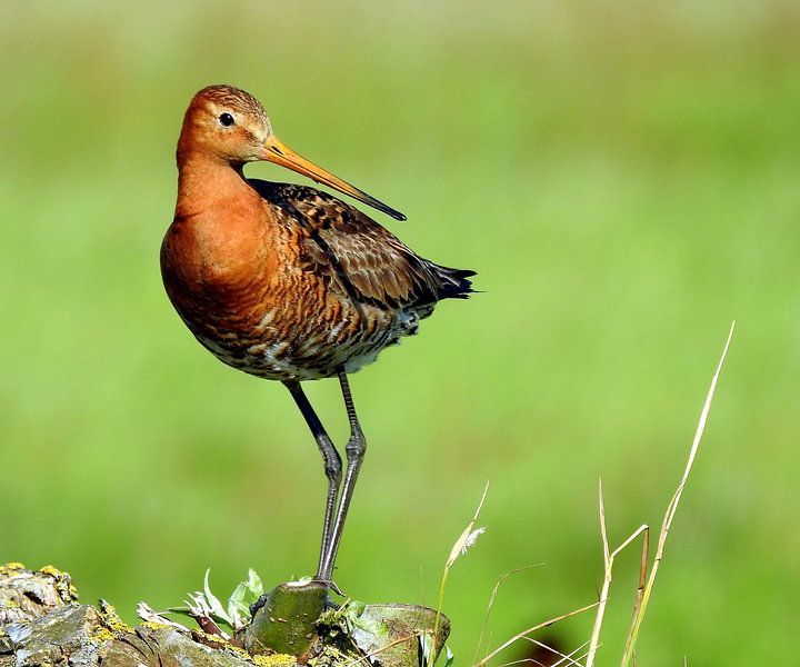 Grutto Op Knotwilg by Gert van der Hee