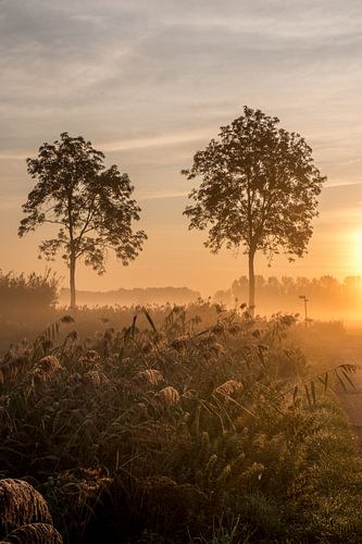 Bomen in de Betuwe in de vroege ochtend