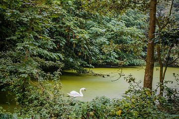 Swan on the water by Consala van  der Griend