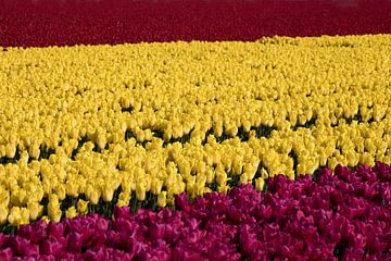 een geel tulpenveld tusse rode tulpen lijkend op een Spaanse vlag van W J Kok